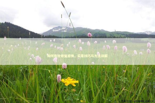 如何有效修复感情，实用技巧与方法详解
